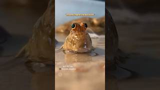 mudskipper meets his match 🎥 EzziesAquatics shorts [upl. by Gerard]