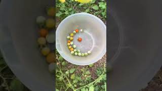 Harvesting Ingredients Cherry Tomatoes Peppers and Basil🌱😆 [upl. by Nami]