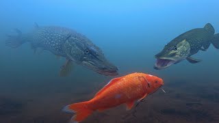 I Cant Believe I Captured This Pike Footage [upl. by Hoenack]