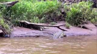 Crocodile Attacks Bird Costa Rica [upl. by Radmilla]