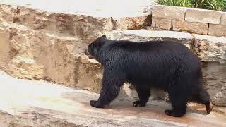 Spectacled Bear at San Antonio Zoo [upl. by Kirbee]