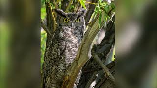 Malheur NWR amp Harney County June 24’  2024 [upl. by Clementi]