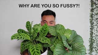 How To Care For Calathea  Houseplant Care Tips [upl. by Harlan804]