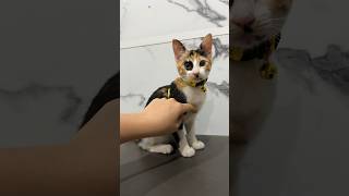 CUTE CAT IN VET 🐱❤️💫 vet viralvideo viralshorts cat catlover pets funny funnyanimal [upl. by Darrin]