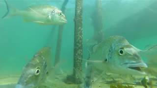 Bream Fishing Forster Tuncurry [upl. by Ahsiek303]