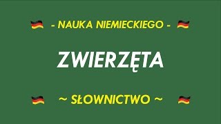 SŁOWNICTWO  ZWIERZĘTA [upl. by Irak373]