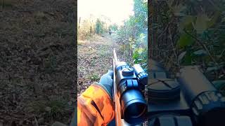 chasse sanglier en corse wildboar corsica aimpoint 300win [upl. by Skipper]