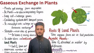 Gaseous exchange in plants  class 11 [upl. by Rivard]