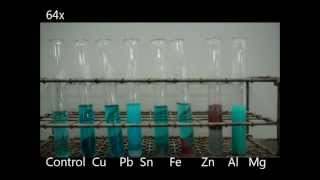 Activity Series of Metals with Copper II Sulfate Solution [upl. by Imoyn602]