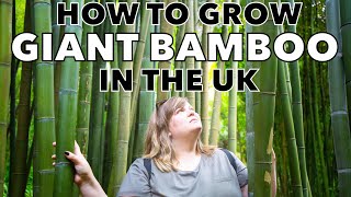 How to Grow Giant Bamboo  5 Tips for Cooler Climates [upl. by Reynold]