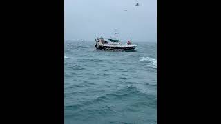 French trawler SN918296 “Thomas Nicolas II” passing by fishing sea fish squid [upl. by Nirok]