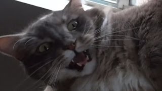 Various Cats and Kittens Meowing Compilation [upl. by Iruy]