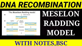 MESELSON RADDING MODEL IN DNA RECOMBINATION [upl. by Ahsinel]