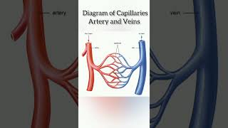 Schematic diagram of Capillaries 👍 The Circulatory Systemicse10cbse12cbse11icsecbsehearttips [upl. by Allsun]