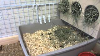 How To Litter Box Train Your Bunny Rabbit [upl. by Etsirhc]