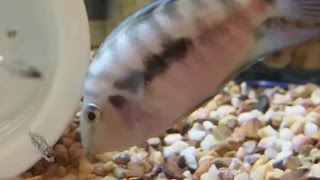 Convict cichlid  single parenting amazing facts on convict cichlid breeding and parenting skills [upl. by Ethelinda156]