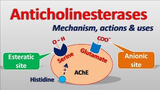 Anticholinesterases  Mechanism actions side effects amp uses [upl. by Jordain]