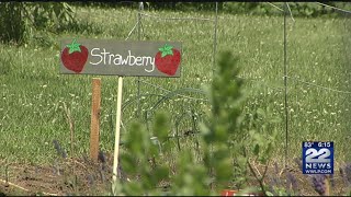 Students at Bowie Memorial School plant strawberries in their school garden [upl. by Anyat456]