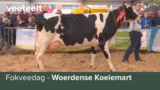 Fokveedag  Woerdense Koeiemart [upl. by Hagerman]