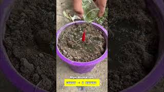 Red Chilli Growing Right Way Crazy And Amazing Trick shorts [upl. by Ikoek]