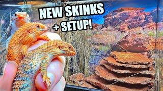 NEW Pilbara Spiny Tail Skinks  Habitat Build  Egernia epsisolus [upl. by Gustafson459]