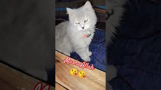 song music love bollywood newsong cat catee musicgenre lovely catlover [upl. by Alexine]