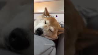 Don’t wake a sleepy DOGE doge cutenessoverload [upl. by Omocaig969]