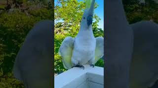 Cockatoo Sounds  Cockatoo Call  Cockatoo Noise 🕊🦜 Its Loud shorts [upl. by Ohploda]