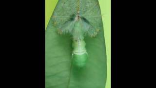 Pupation event of an Archduke caterpillar [upl. by Marijn76]