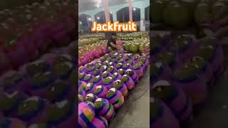 Jackfruit for export from ASPIMEX Co Ltd Vietnam 84964566516 [upl. by Sari]