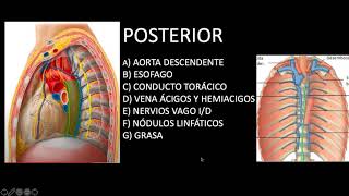 Mediastino anatomía y valoración radiológica [upl. by Gunther]