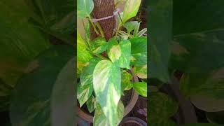 Money plant care subscribe gardening [upl. by Kelci233]