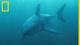 Le grand requin blanc un corps dédié à la traque des otaries [upl. by Rance]