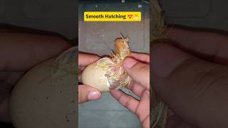 Chick is stuck incubator shorts viral trending [upl. by Eigla]