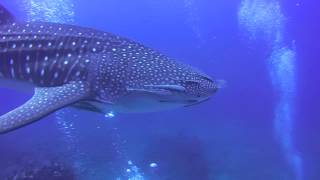 SiMILAN ISLANDS LIVEABOARDS DIVING WEST COAST DIVERS [upl. by Sonstrom21]