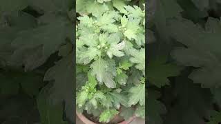 GuldaudiChrysanthemum mein jaldi Buds banegi dalen yah khad 👍💚shortsyoutube gardening winter [upl. by Nareik305]