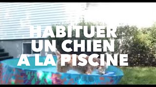 Éducateur canin Montréal désensibilisation dun chien à la piscine [upl. by Cletis]