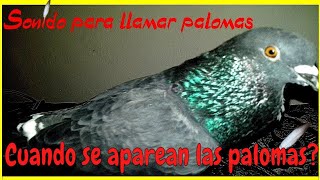 Sonido para llamar palomas [upl. by Upton]