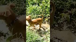 Laddu 🐕 kuttu 🐕 varatuma🐕🐕 bye 😂😅🤣 [upl. by Gentille]