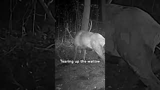 slinging mud in the wallow  elk trailcamera wildlife [upl. by Amir]