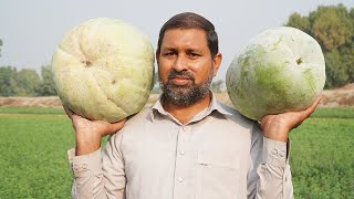 32kg Pethe ka halwa By Pakistani Village Food  Making Ash Gourd Sweet At Home [upl. by Aytnahs]