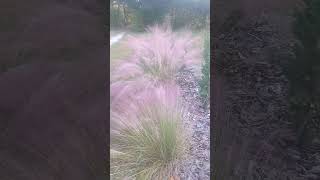 Muhly grass pink cloud [upl. by Ainecey957]