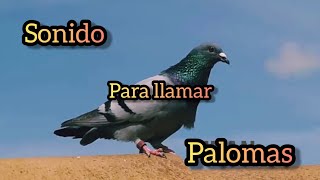 SONIDOS DE PALOMAS 🕊️  Llamarse entre si  sound for birds [upl. by Ecyned292]