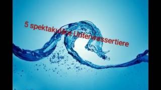 5 spektakuläre Unterwassertiere  BestOf5 [upl. by Ysteb]