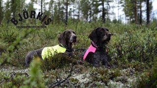 Ingemar Stöckel och hans jakthundar [upl. by Namsaj]