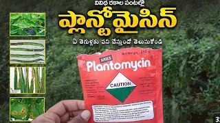 Plantomycin issues Telugu బ్యాక్టీరియా తెగుళ్ల నివారణఅన్ని రకాల పంటలపై [upl. by Elroy291]