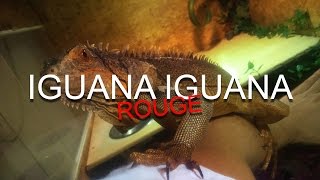 Nôtre Iguane rouge [upl. by Rad]