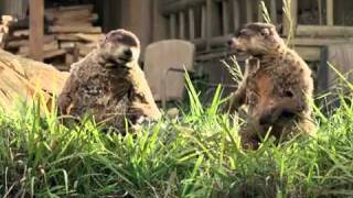 Woodchucks  GEICO Commercial [upl. by Nodroj]