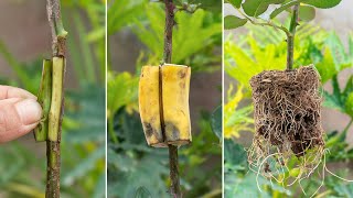 How To Extract Rose Branches From Banana Simple And Creative For Beginner [upl. by Heintz]