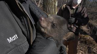 Wisconsin Life  Inside the den DNR researchers track Wisconsins black bears [upl. by Innad]